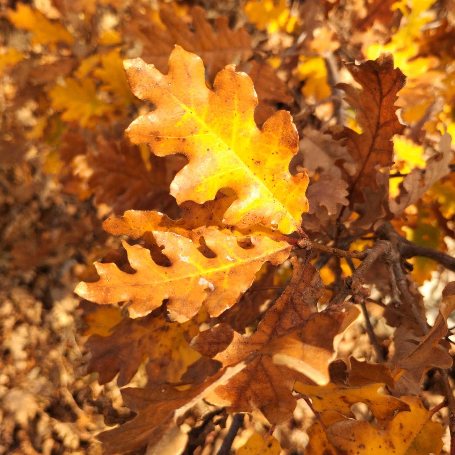 Photo #14087268