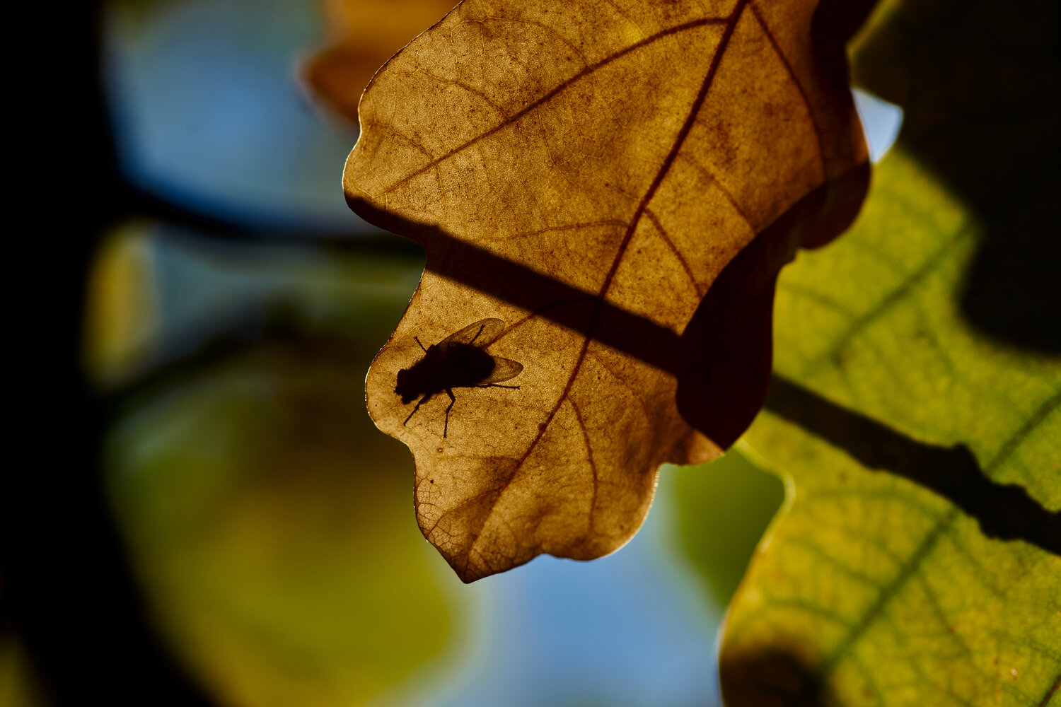 Photo #14087277