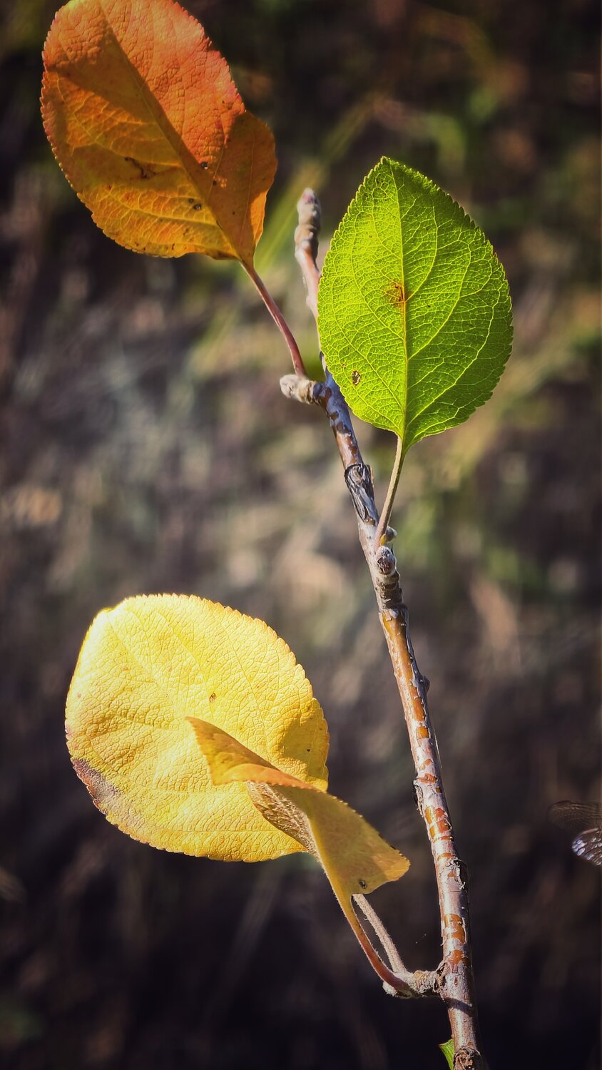 Photo #14087297