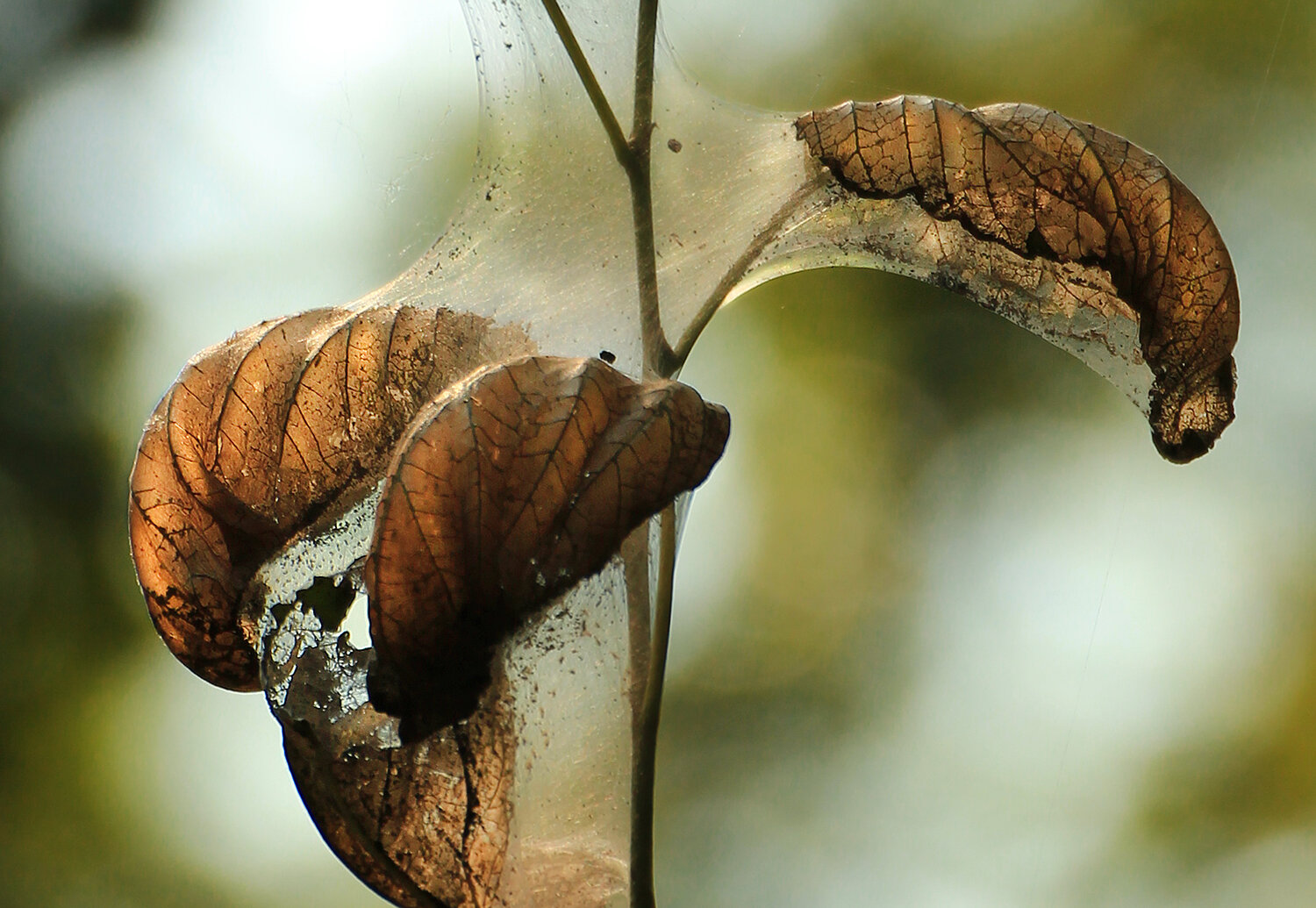 Photo #14087355