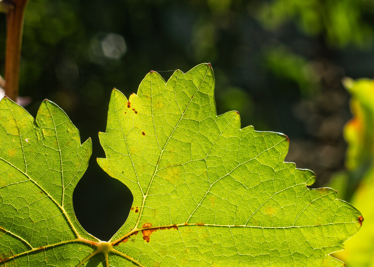 Photo #14087445