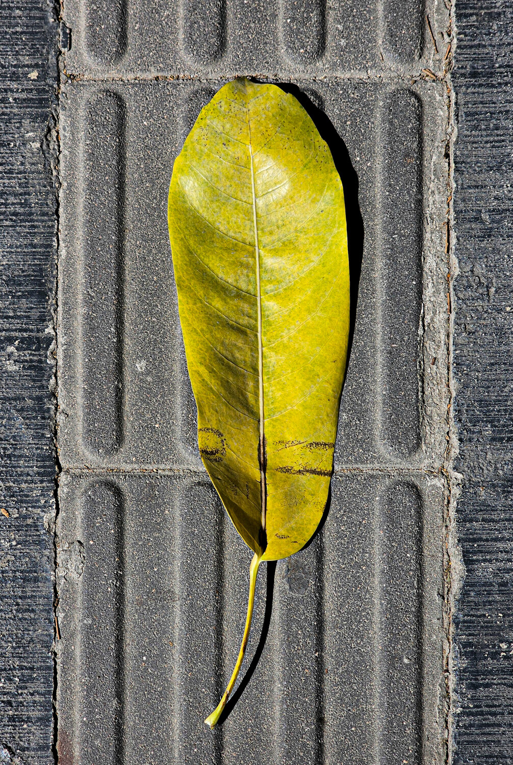 Photo #14087477