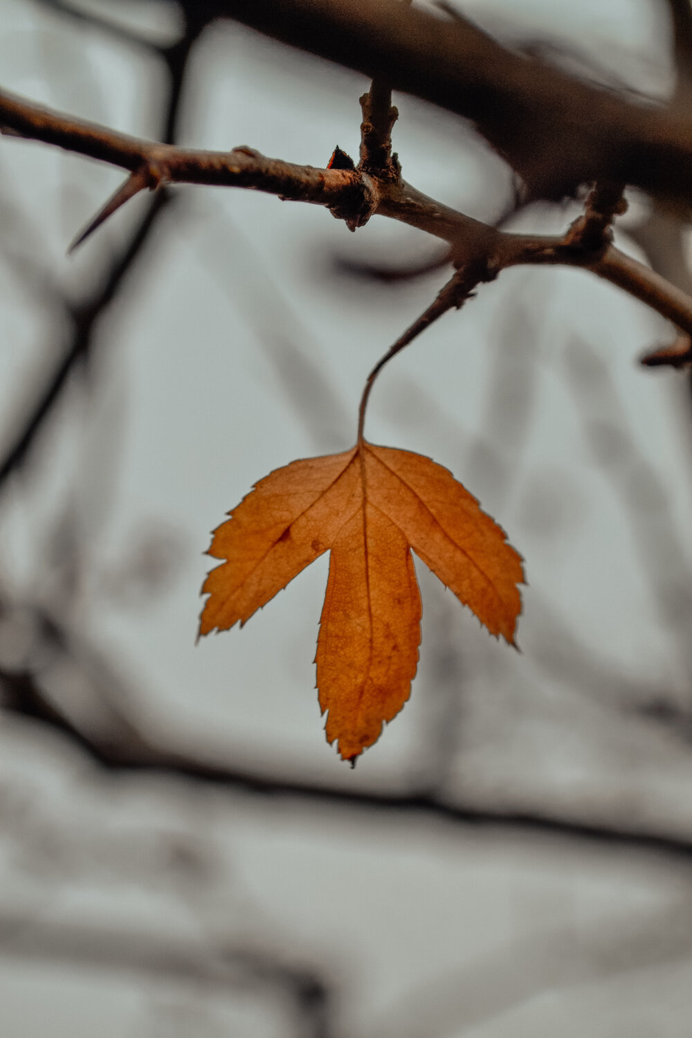 Photo #14087569