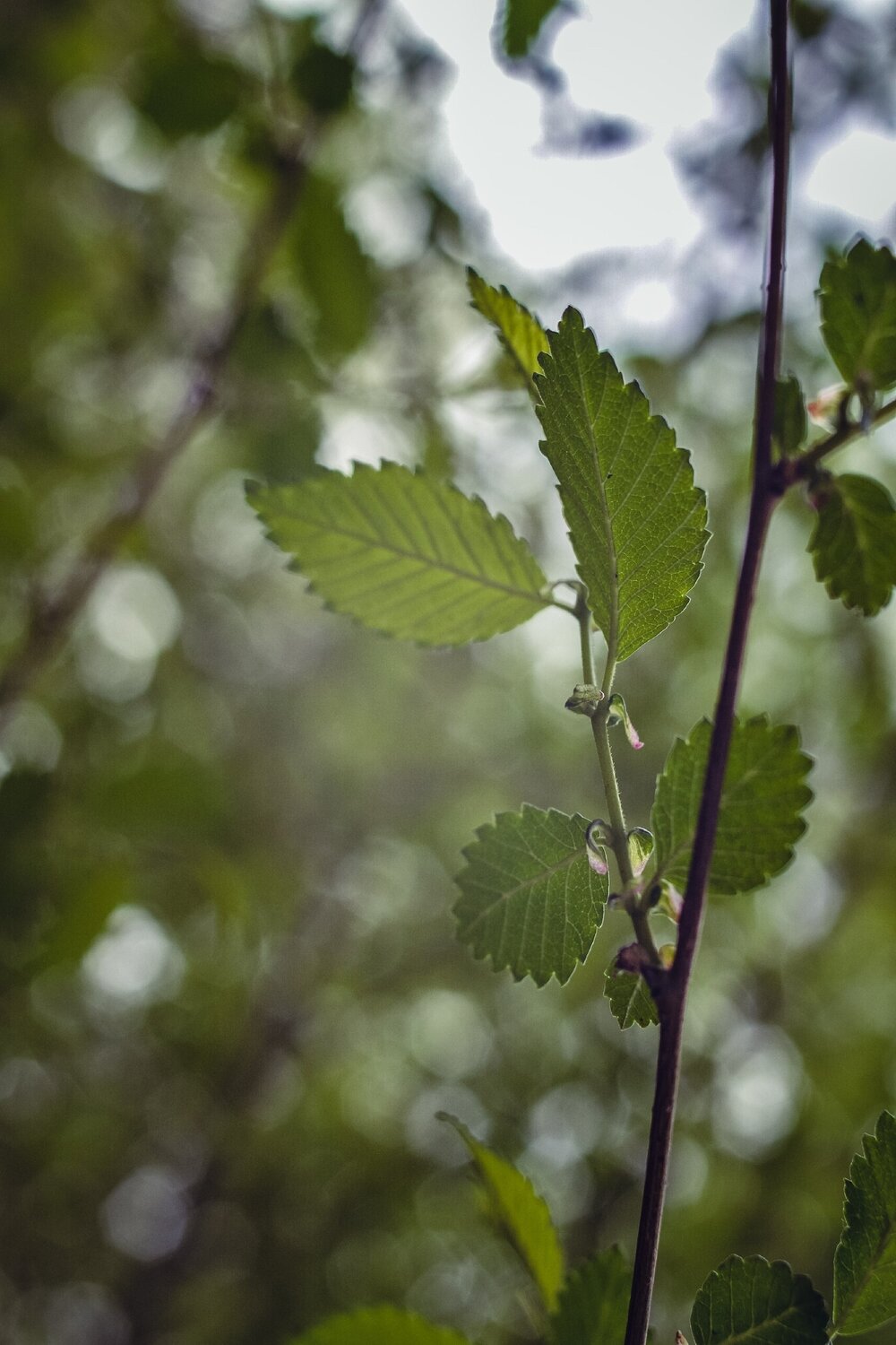 Photo #14087570