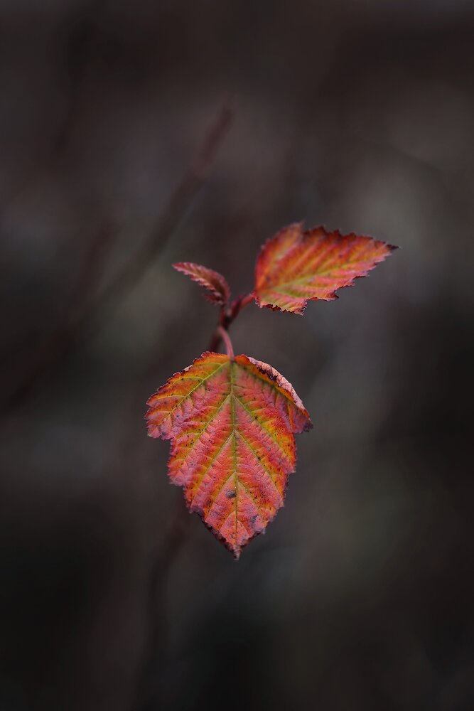 Photograph by Татьяна Бравая