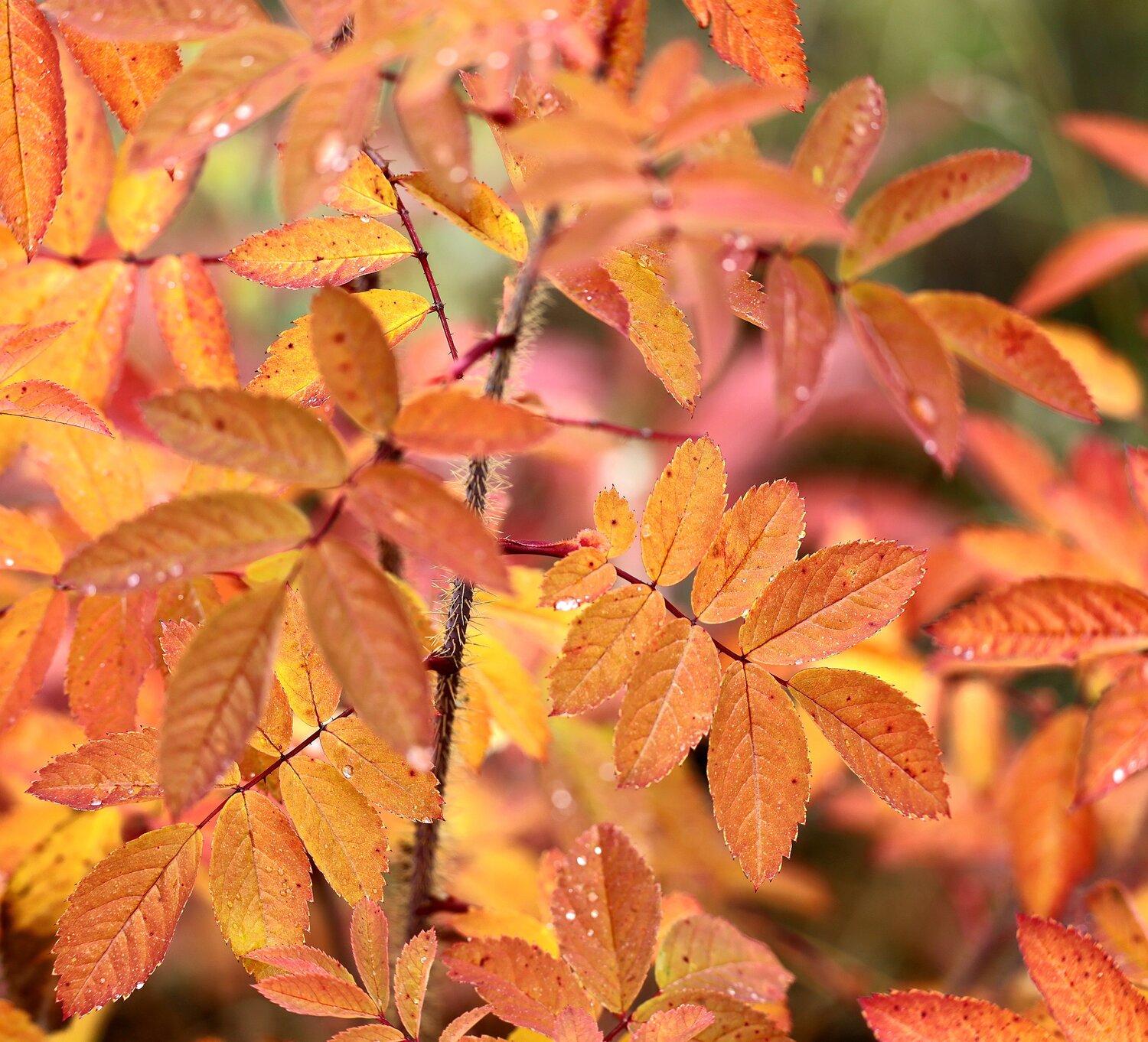 Photo #14087722
