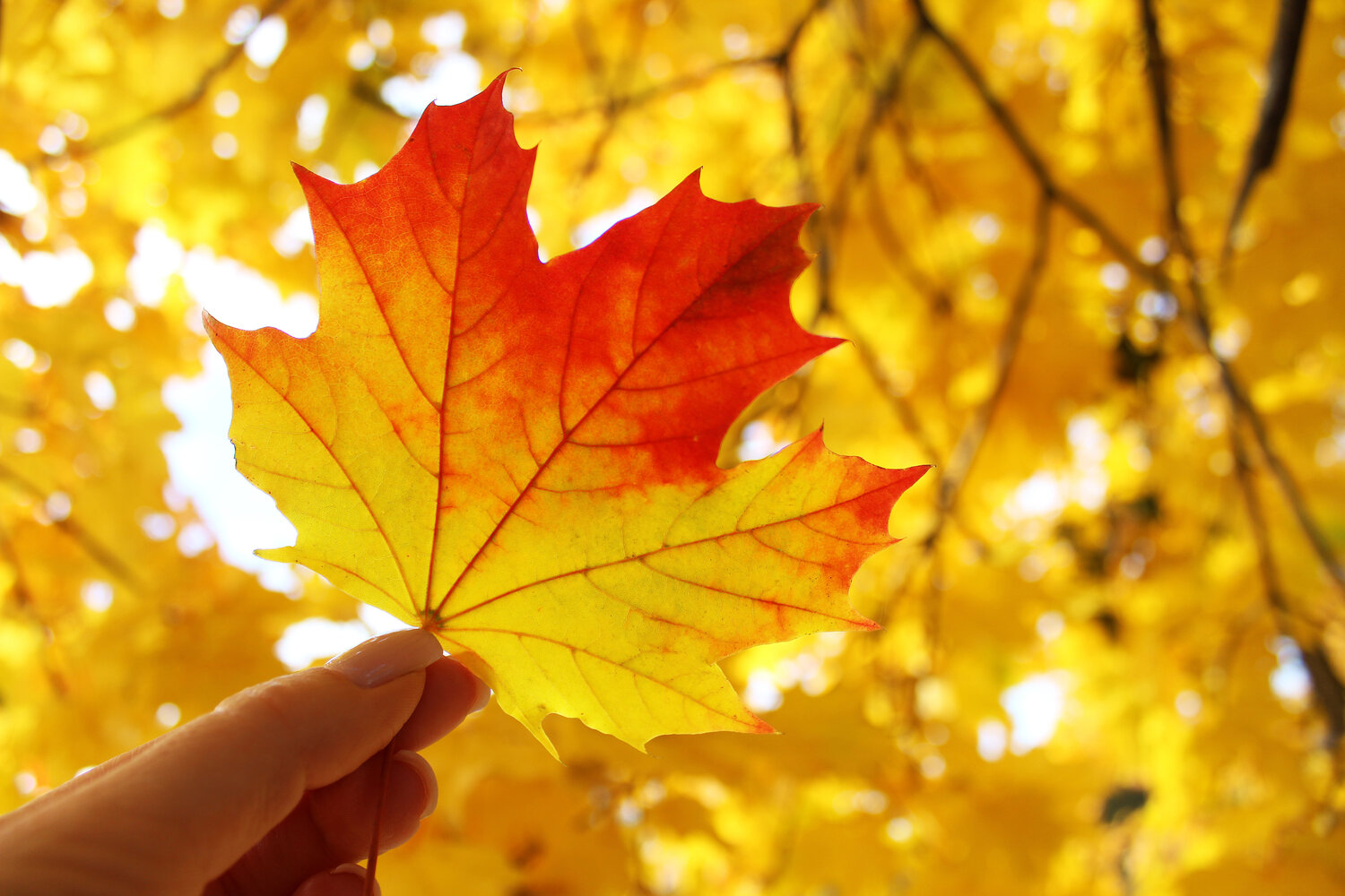 Photo #14087738
