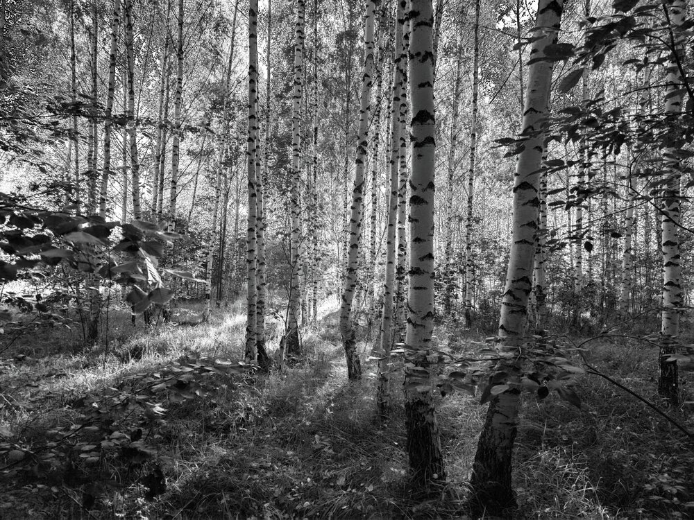 Photograph by Кирилл Сидоров