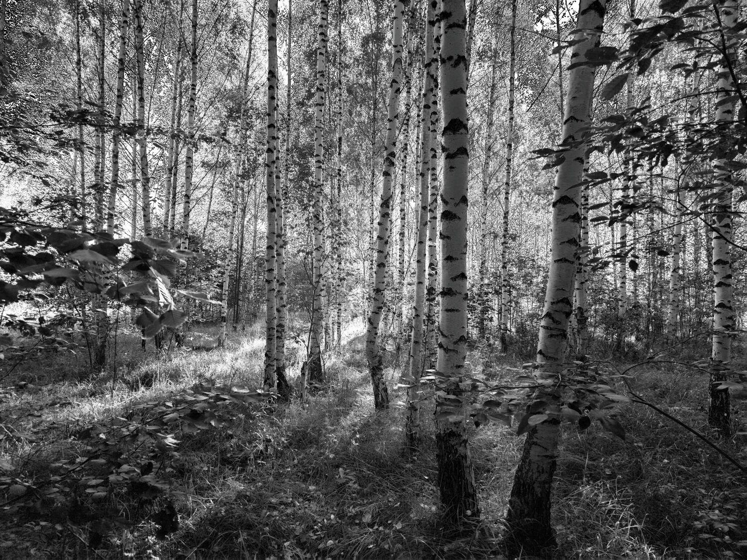 Photo #14087755