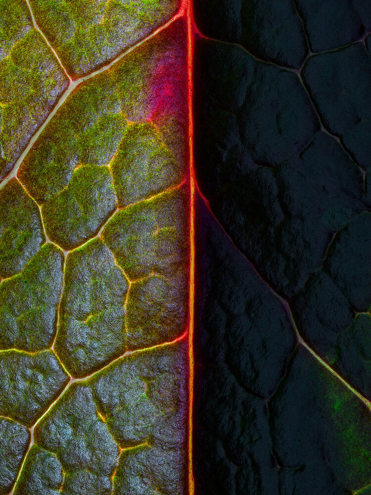 Photograph by Ireneusz Irass Walędzik