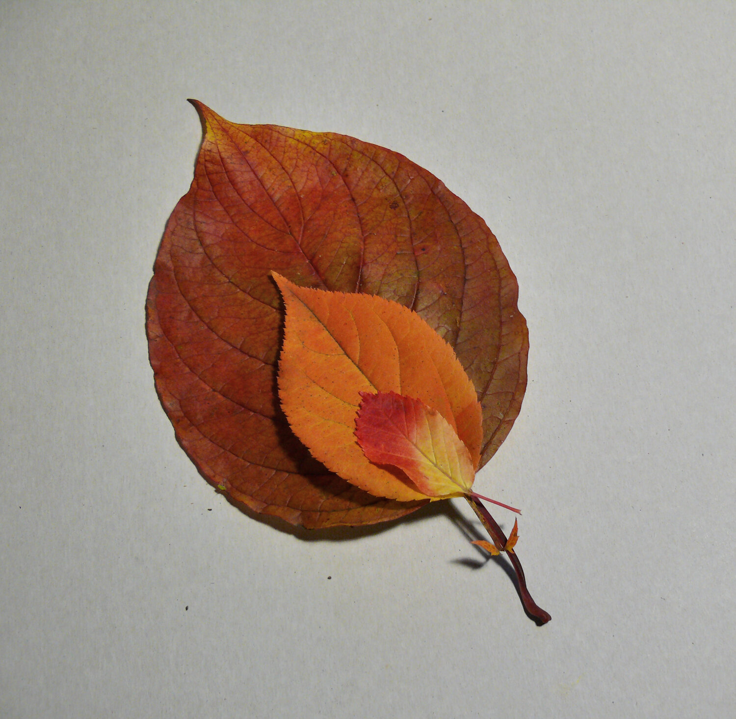 Photo #14087866
