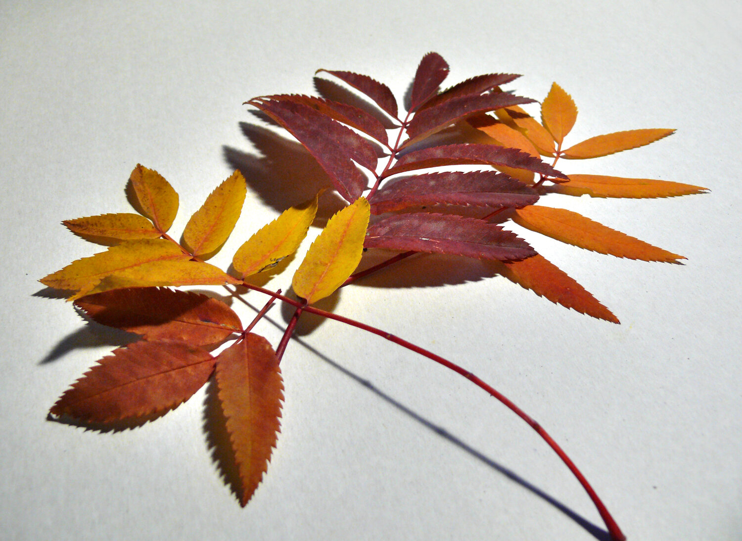 Photo #14087869