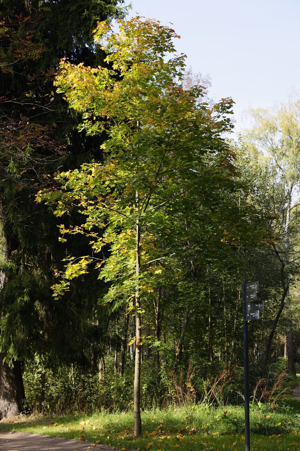 Дерево в Парке
