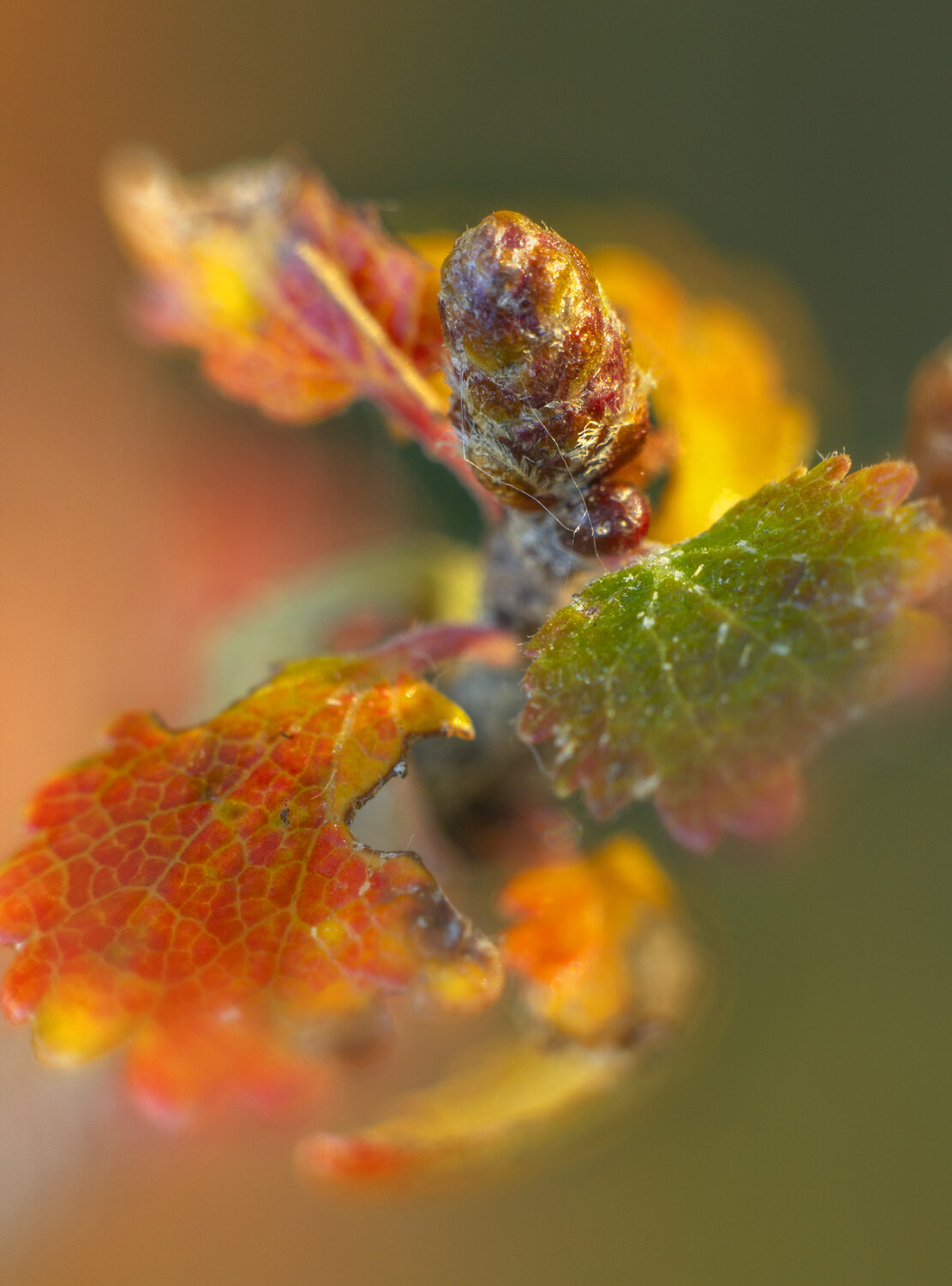 Photo #14087908