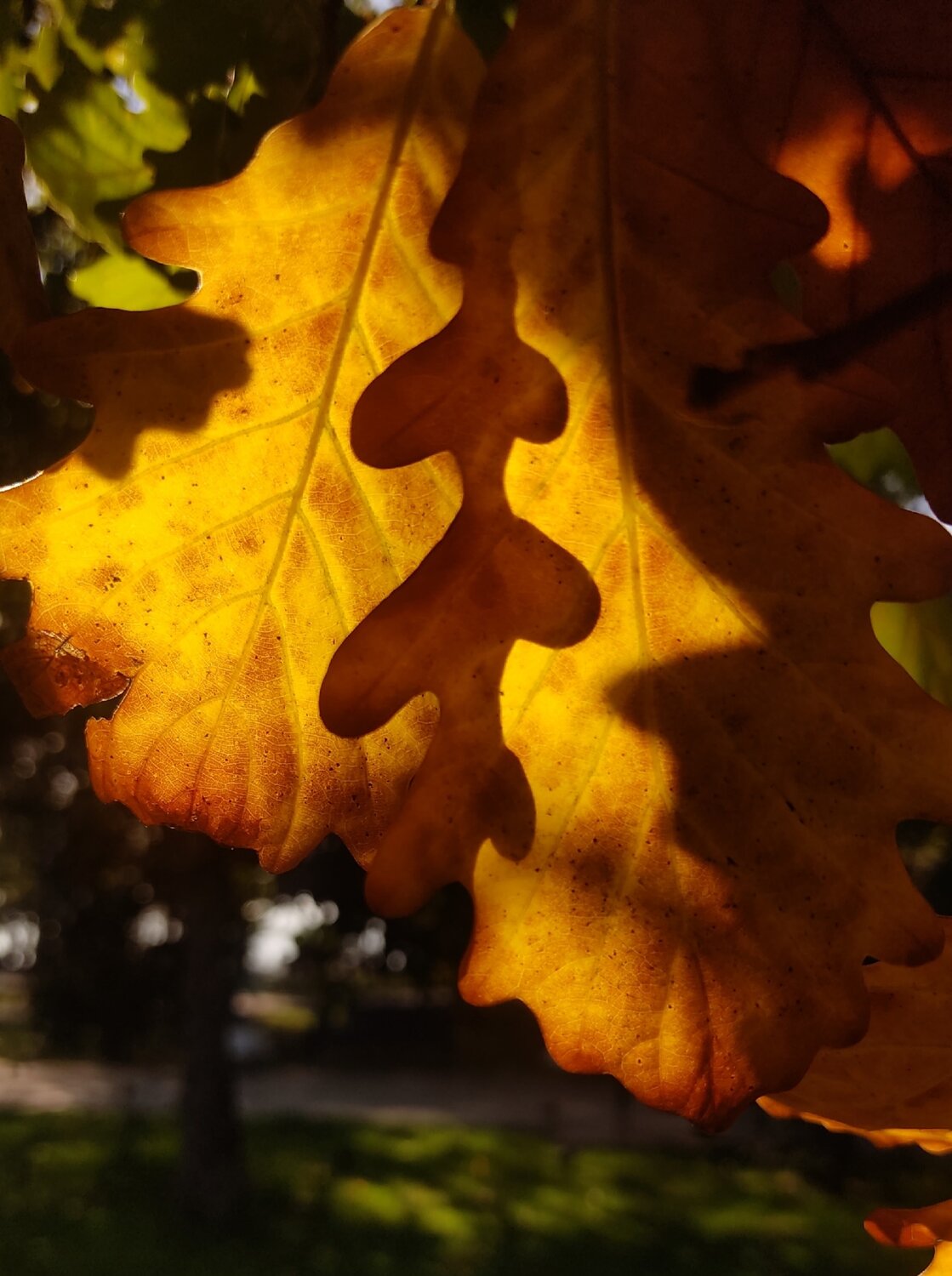 Photo #14088059