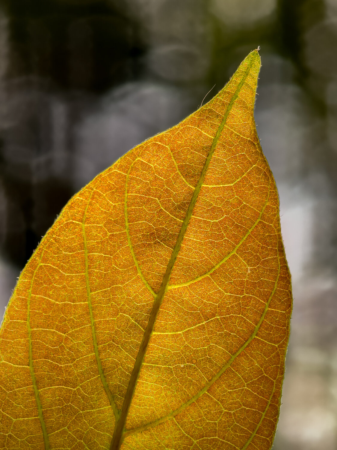 Photo #14088182