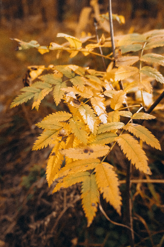 Photograph by Анастасия Заякина