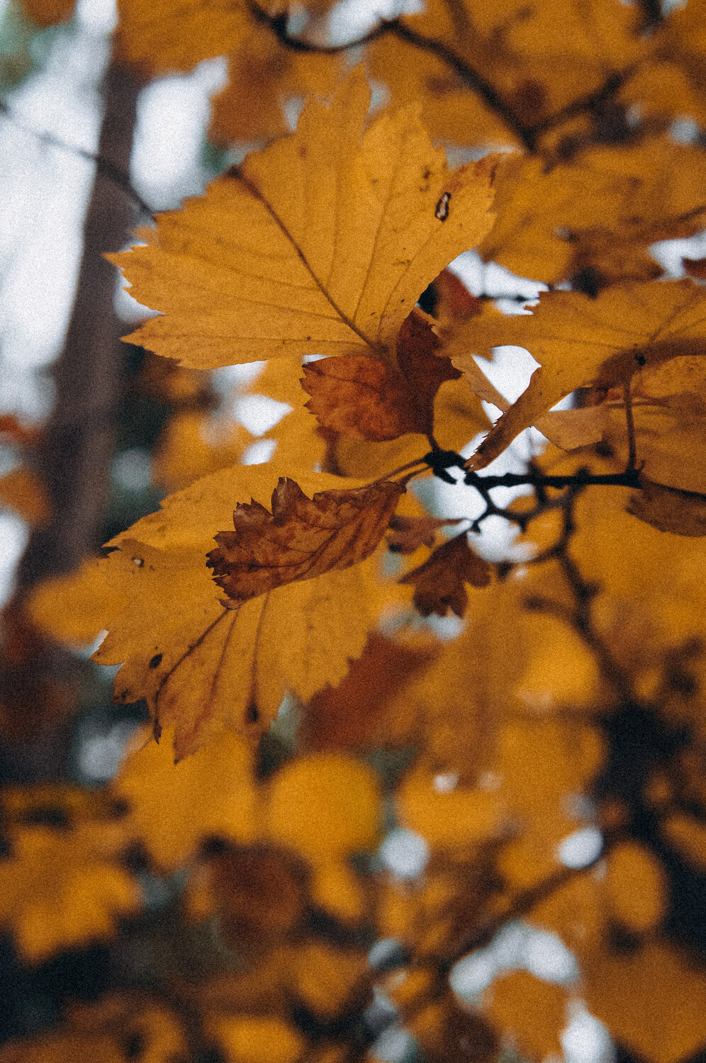 Photo #14088206