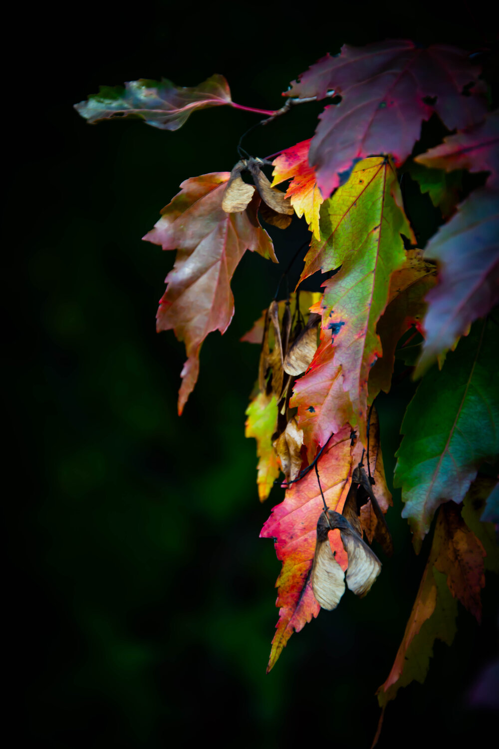 Photo #14088275