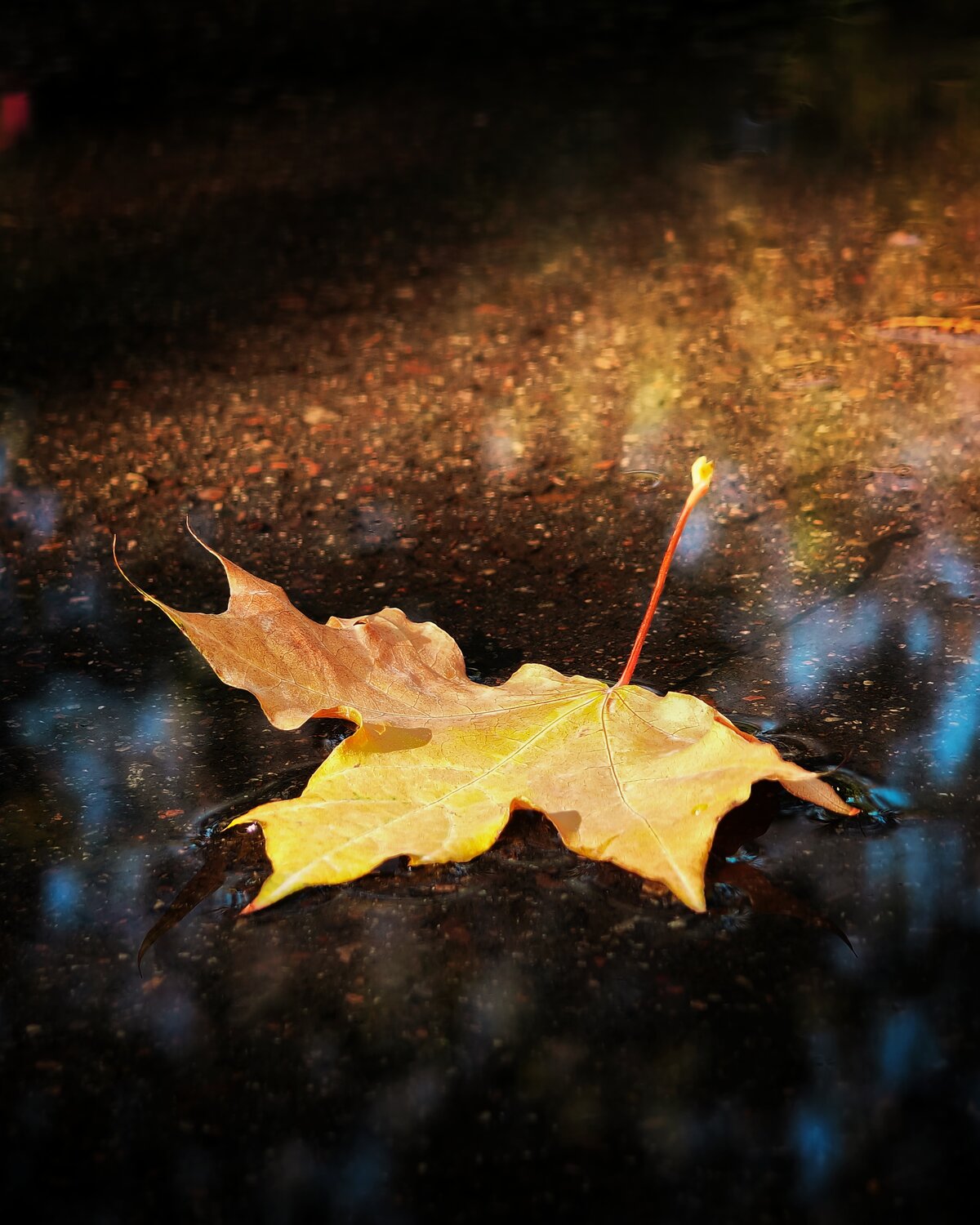 Photo #14088299