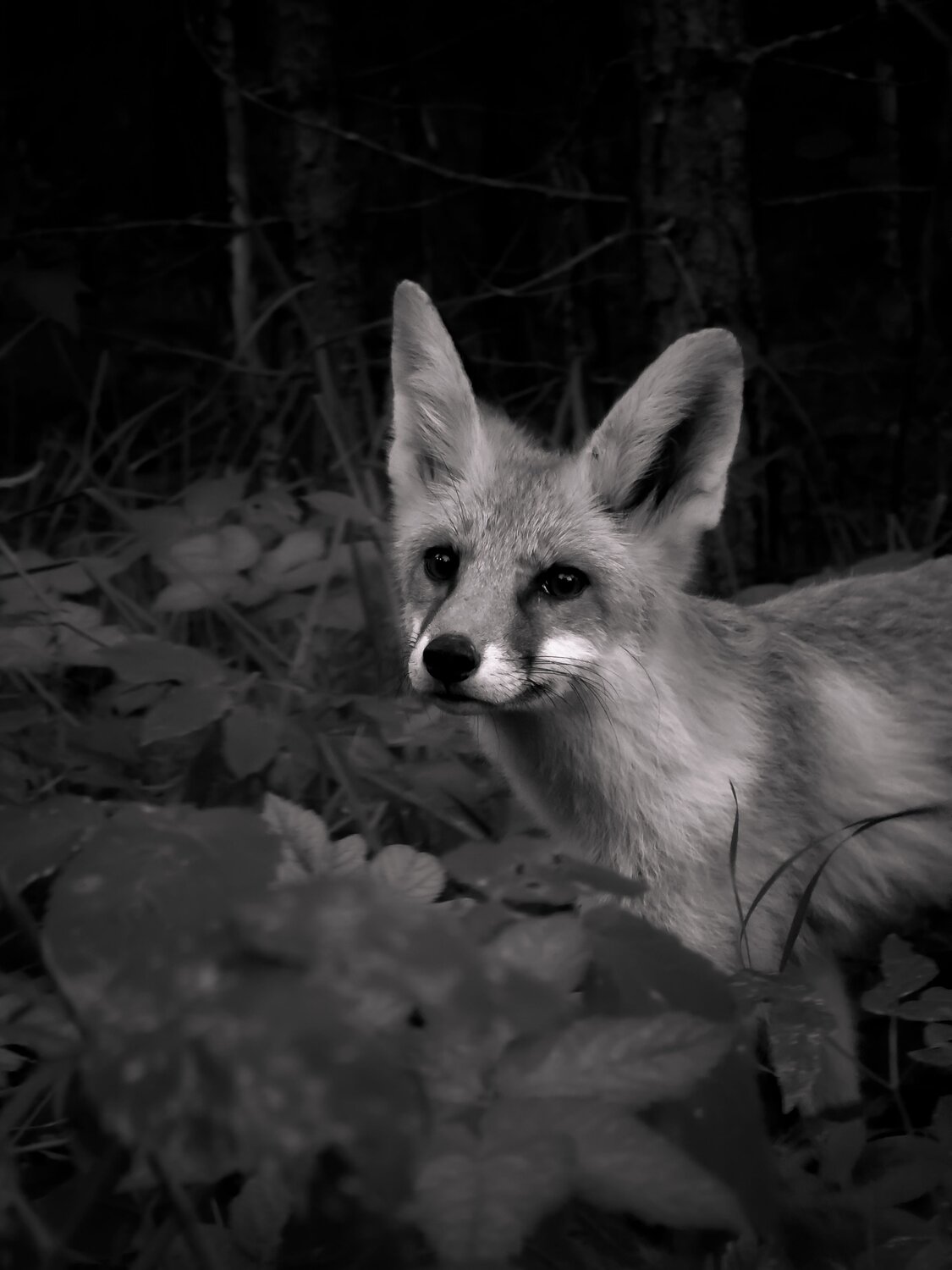 Photo #14088375