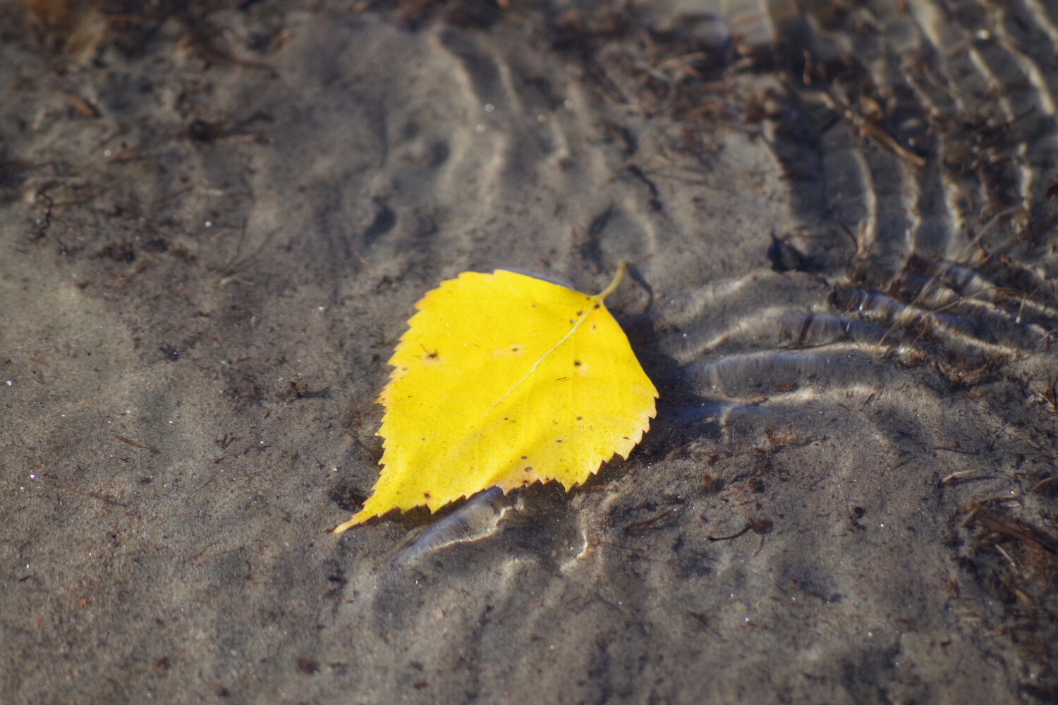 Photo #14088420