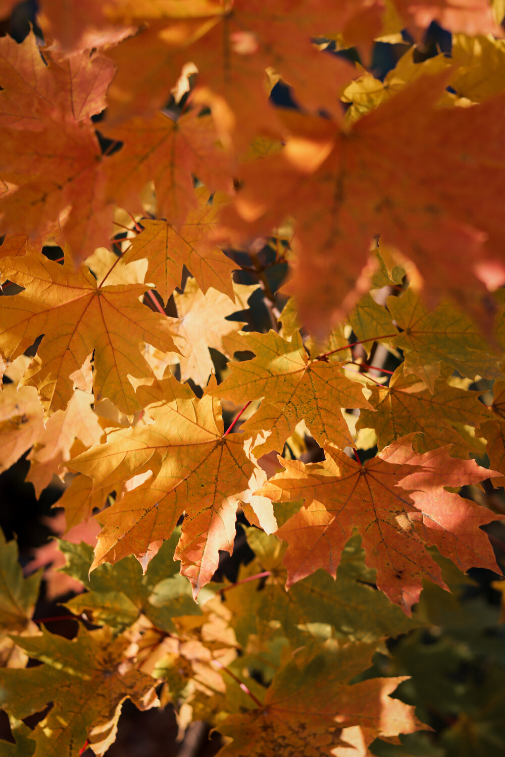 Photo #14088501