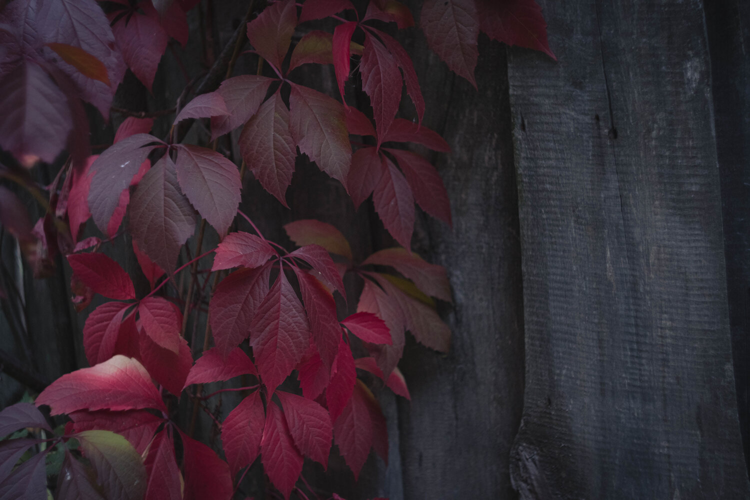 Photo #14088516