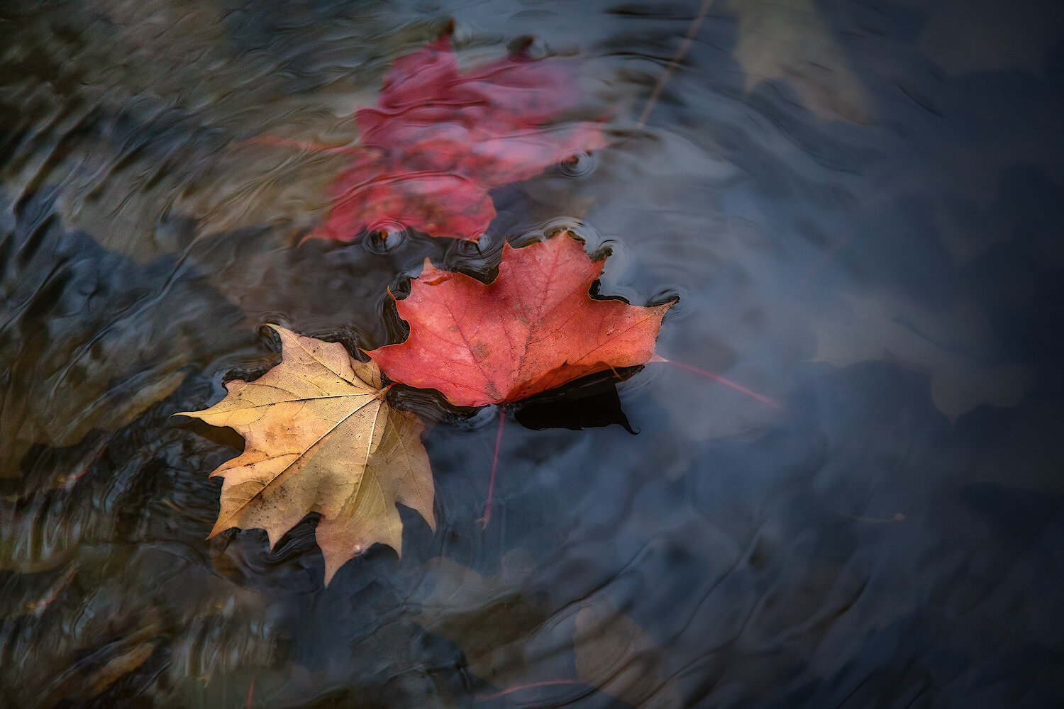Photo #14088570