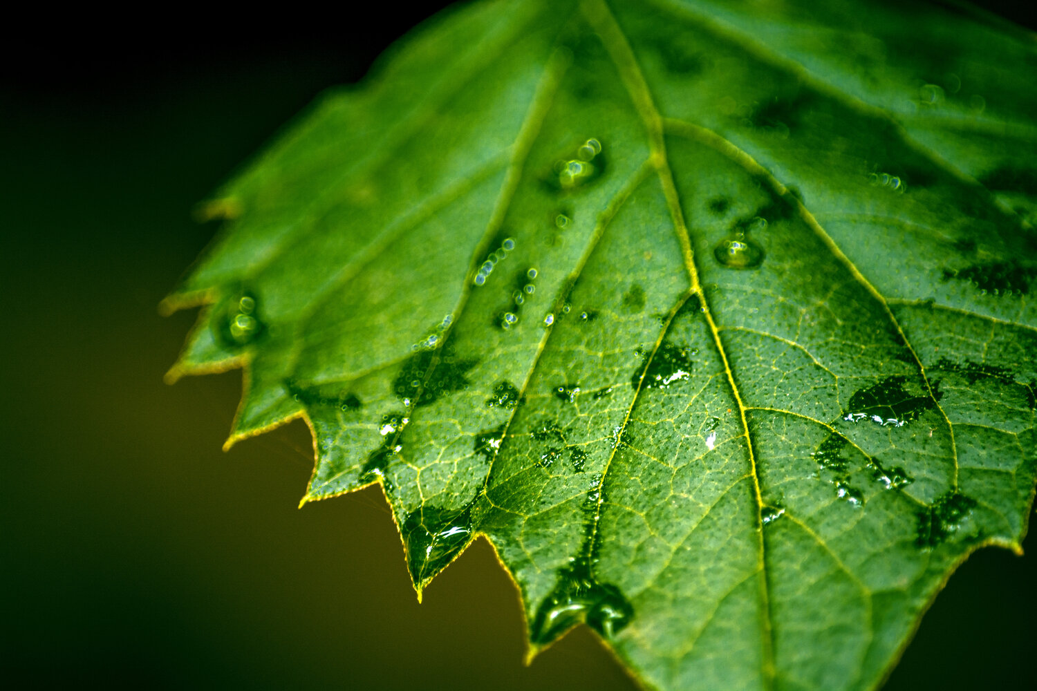 Photo #14088636