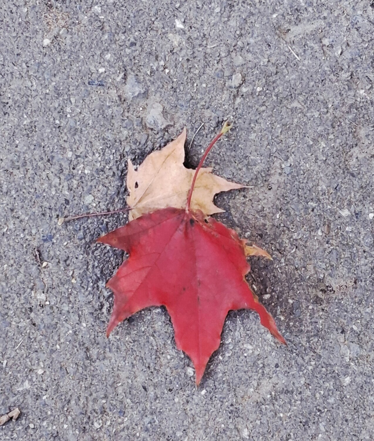 Photo #14088645