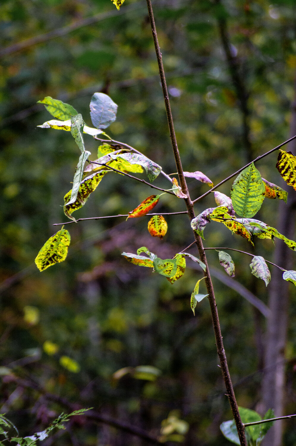 Photo #14088667