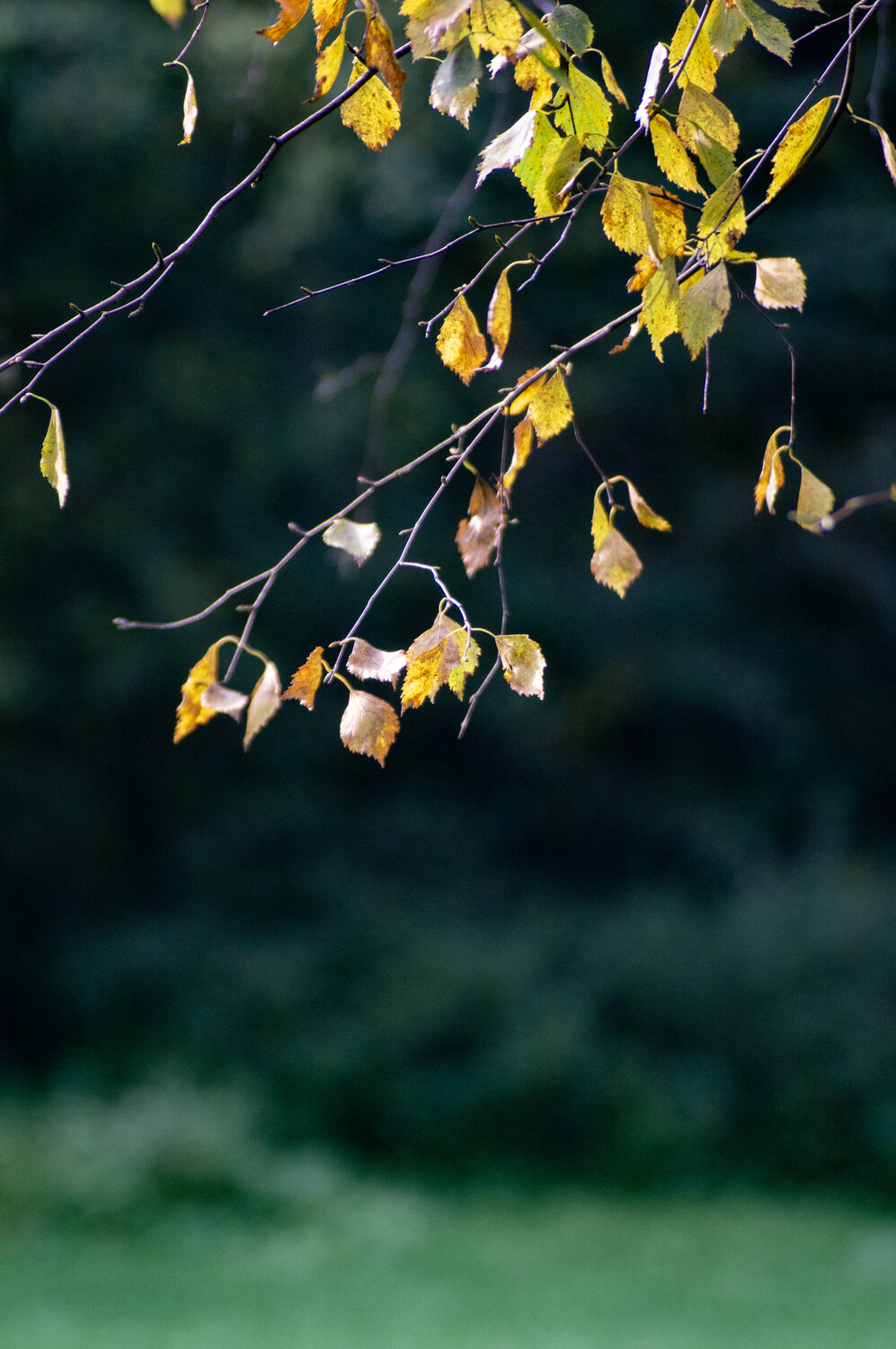 Photo #14088668