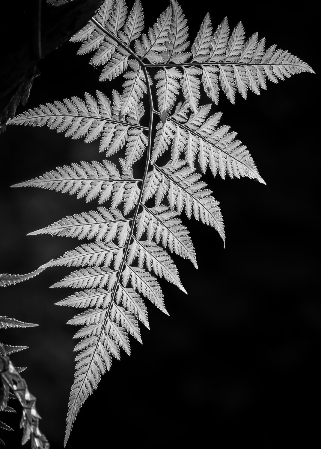 The beauty of Nature