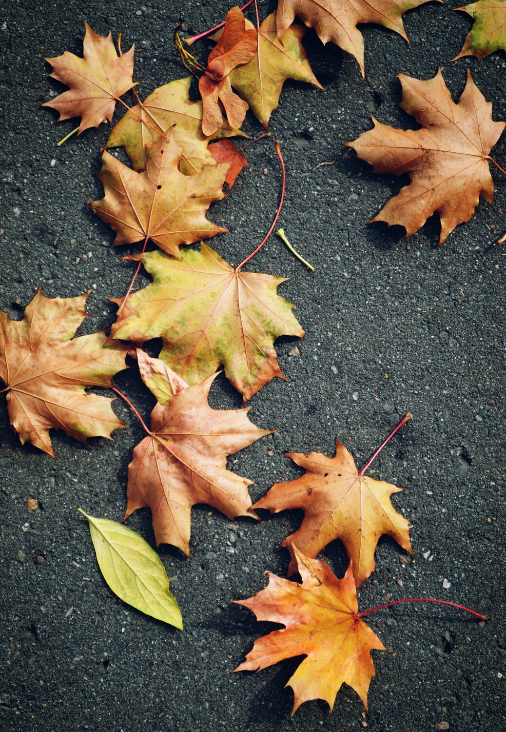 Photo #14088725