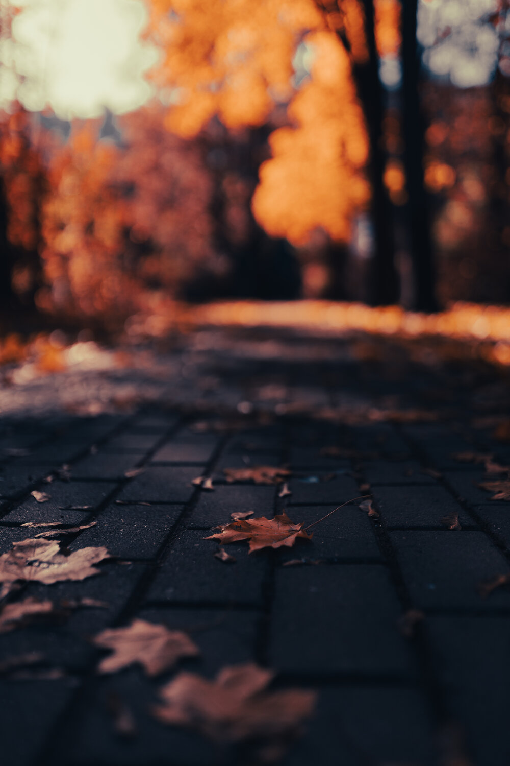 Photo #14088726
