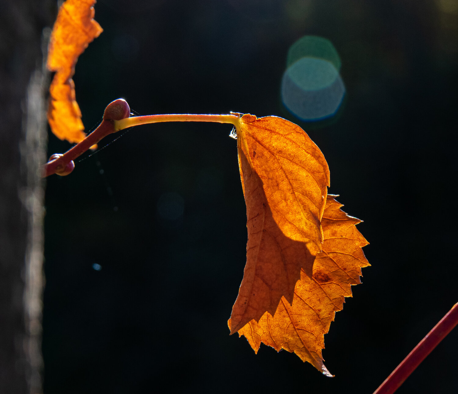 Photo #14088776