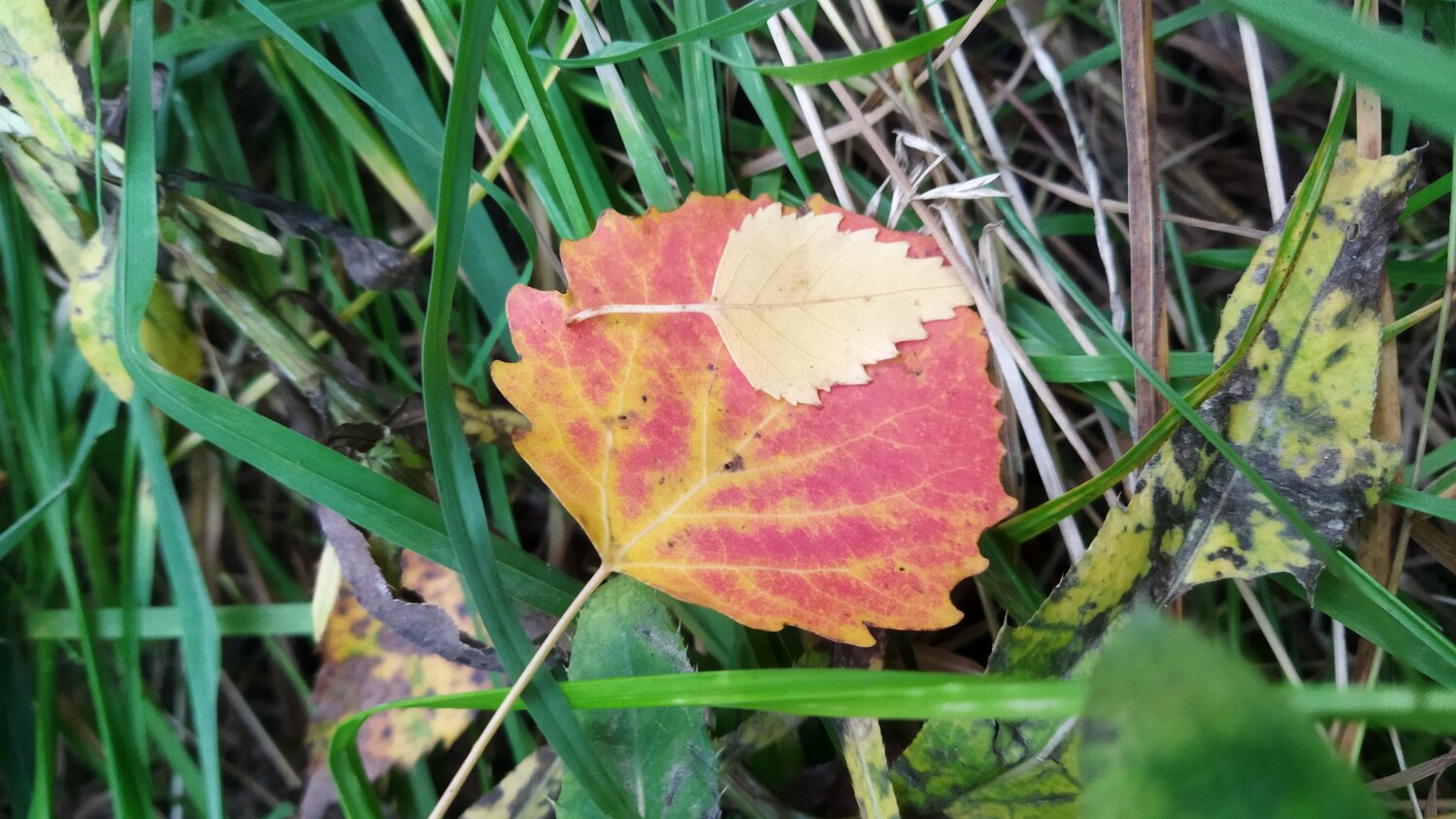 Photo #14088855