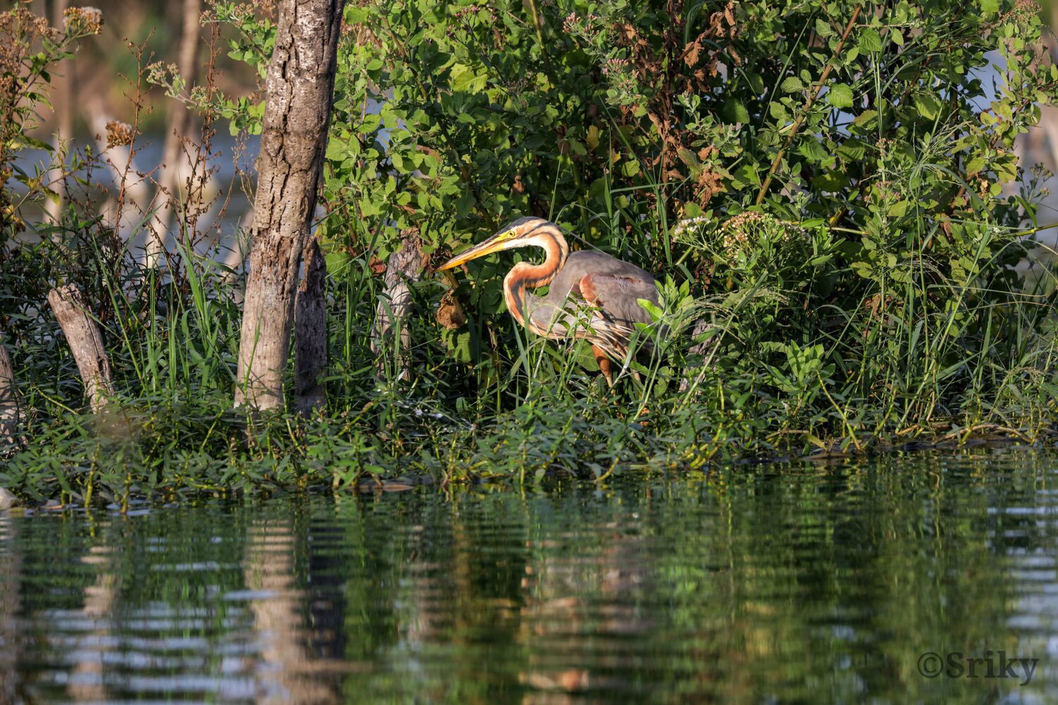 Purple Heron