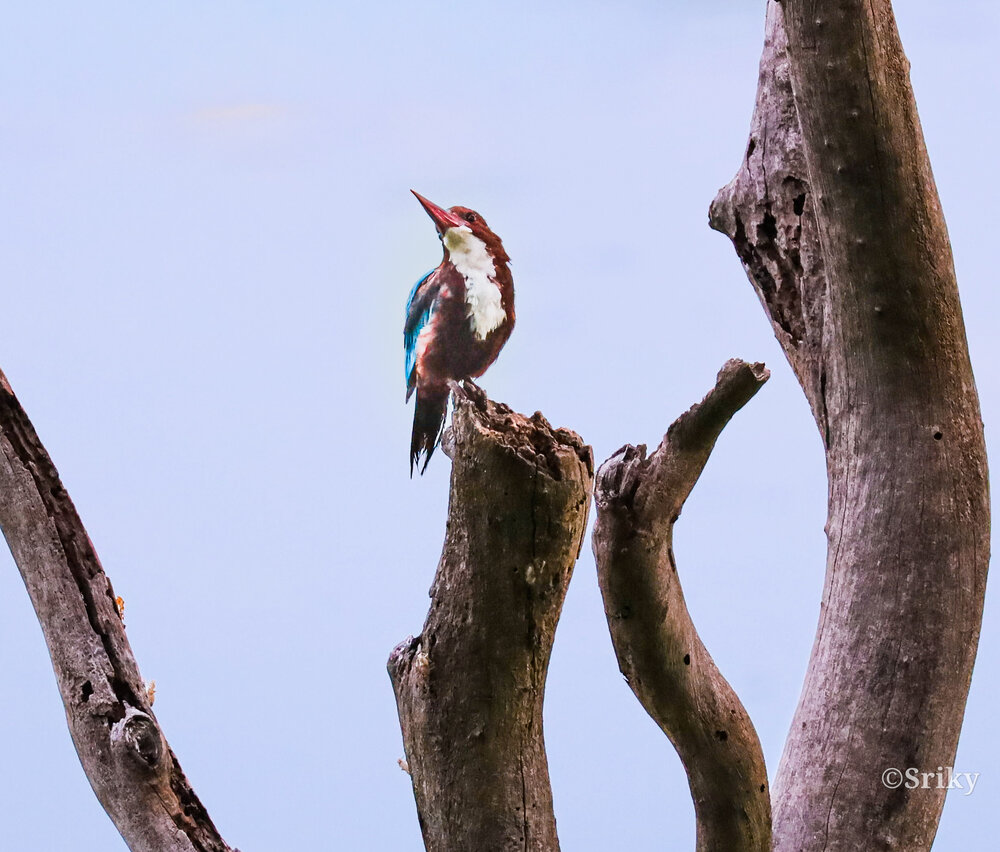 White throated Kingfisher
