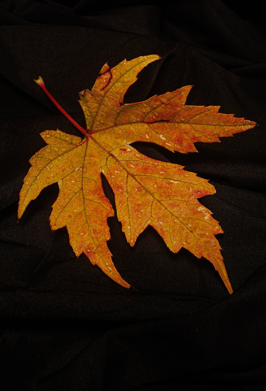 Photo #14088931