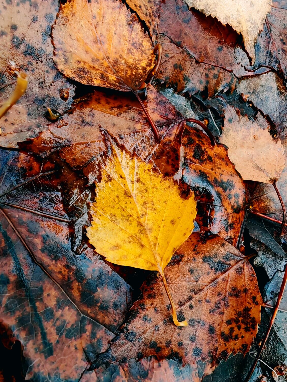 Photo #14088935