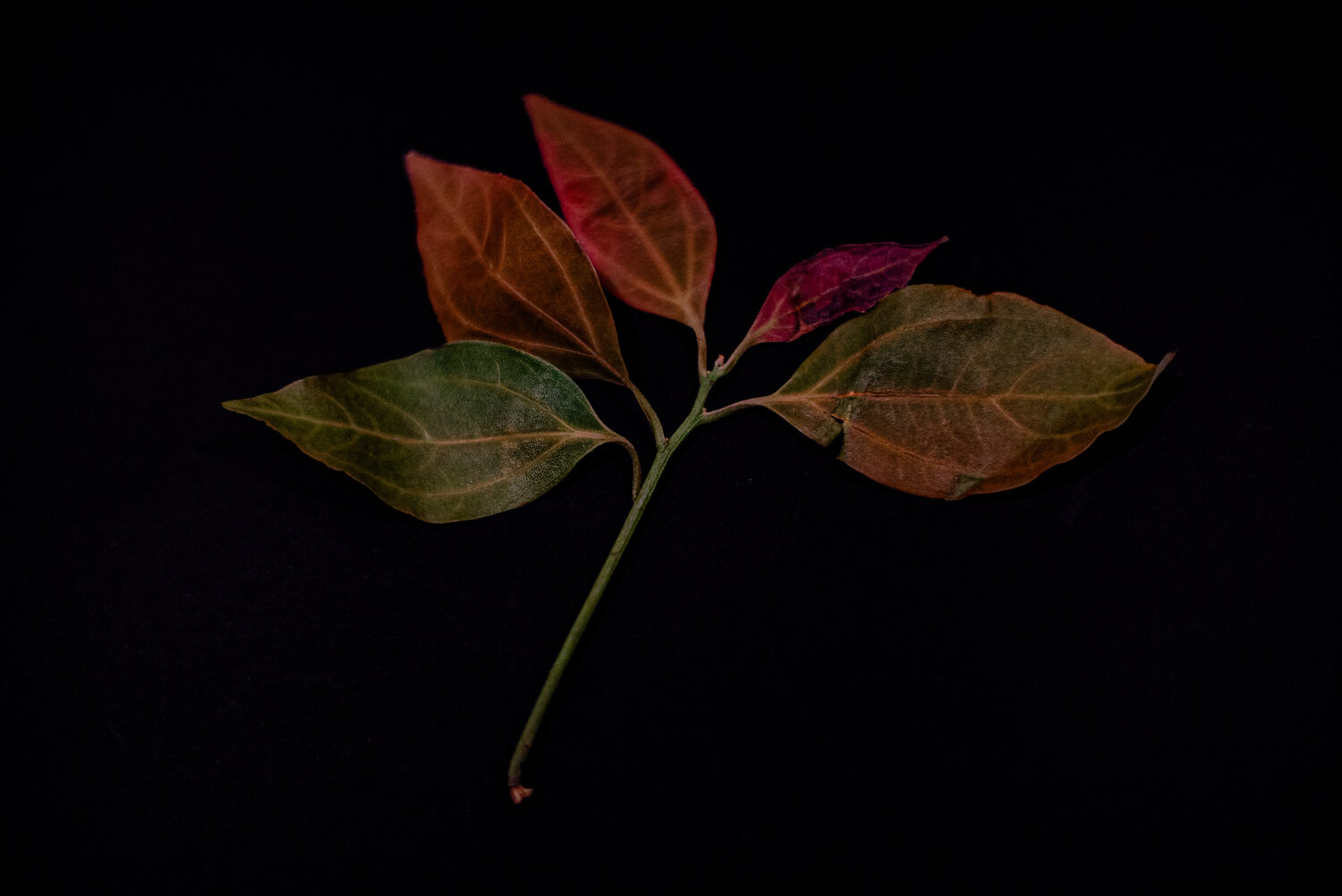 Photo #14088960