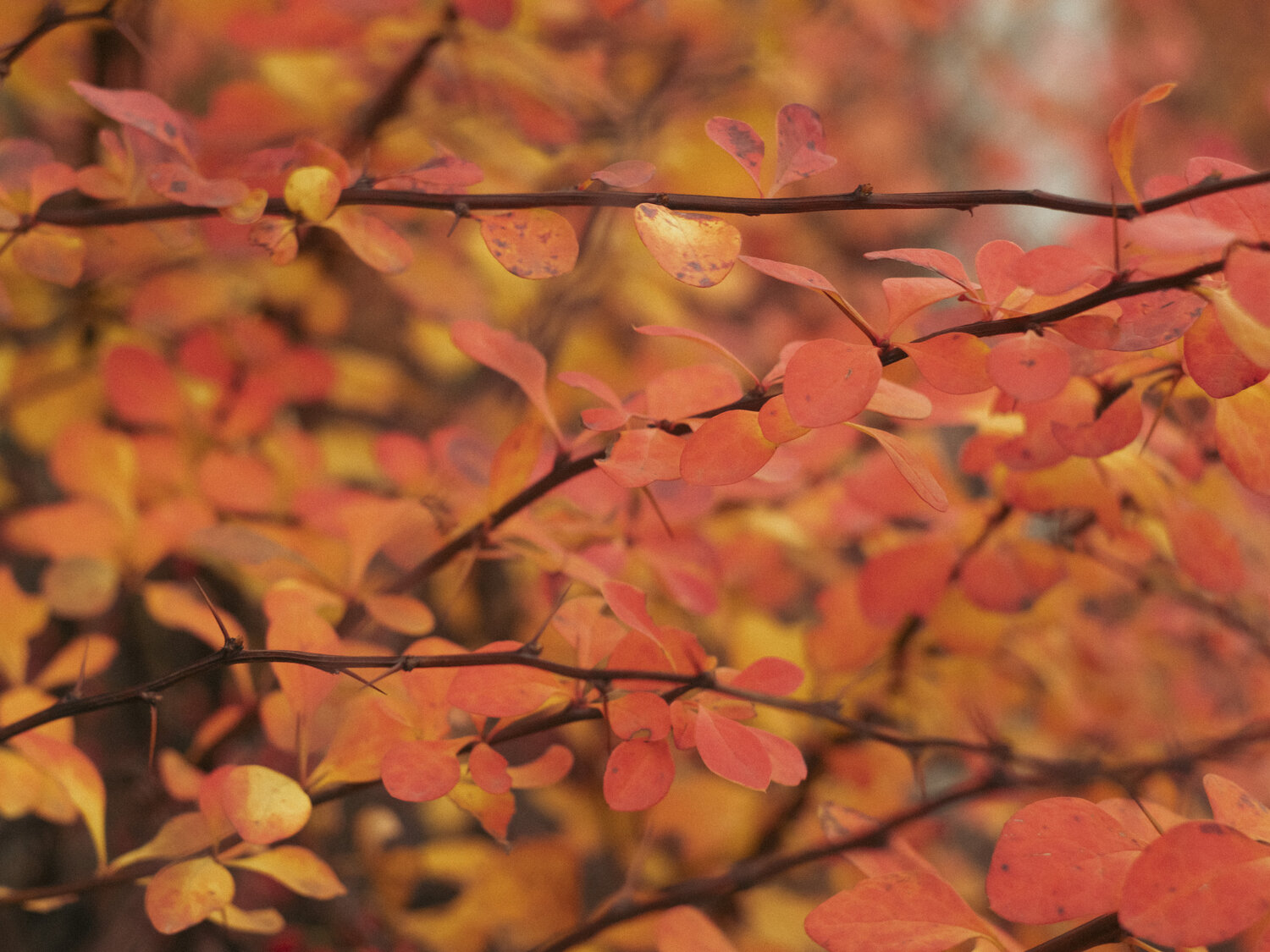 Photo #14089005