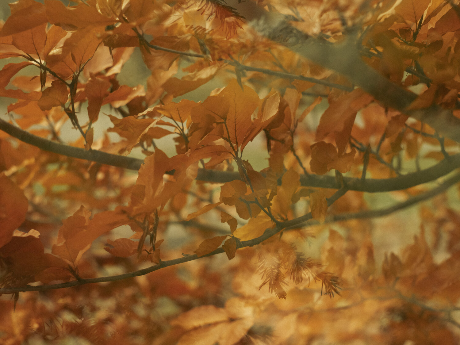 Photo #14089006