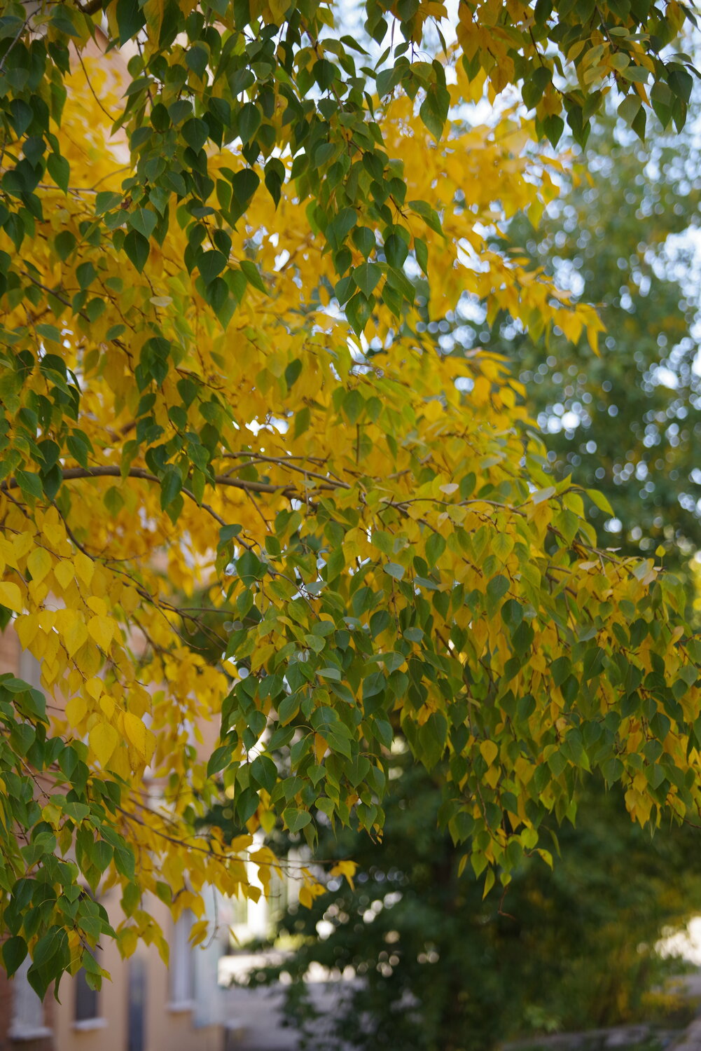 Photo #14089024