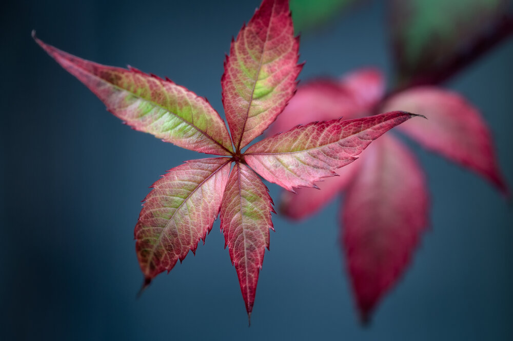Photograph by Andrey Vasilev