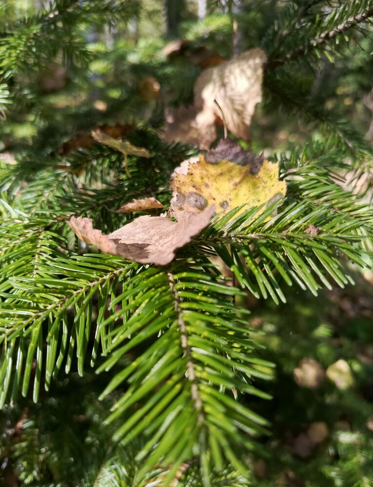 Photograph by Ольга Петрова