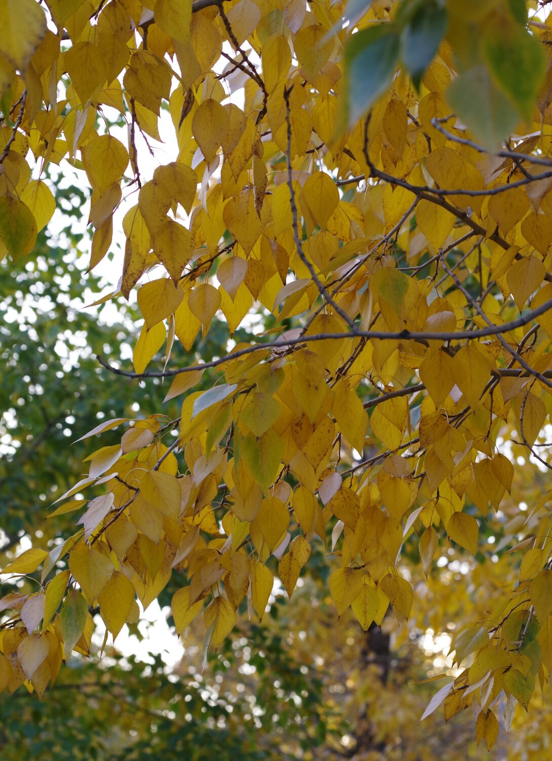 Photo #14089087