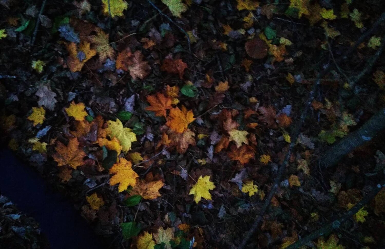 Photo #14089103
